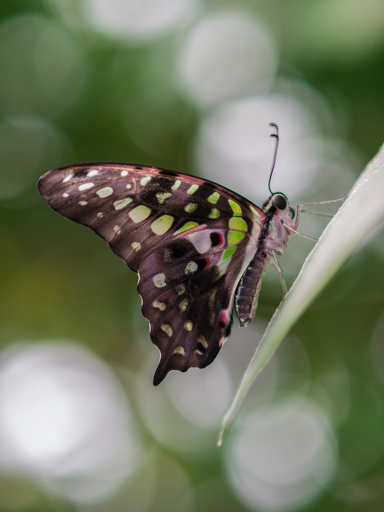 Ein Schmetterling sitzt auf einem Blatt mit unscharfem Hintergrund.