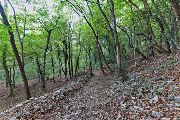Ein gewundener Pfad durch einen schattigen Waldbereich mit hohen Bäumen, verstreuten Felsen und einem saftigen Waldboden.