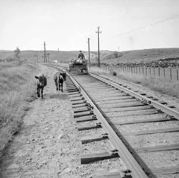 Schwarz-weißes Foto von zwei Kühen, die auf den Bahngleisen laufen, mit einer Person auf einem Fahrzeug im Vordergrund, Gras und einem Zaun auf beiden Seiten der Gleise und Häusern, Bäumen, Masten und Himmel im Hintergrund.