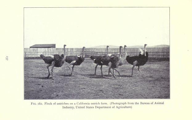 Eine Herde Strauße auf einer Straußenfarm in Kalifornien, mit einem Zaun, einem Haus und dem Himmel im Hintergrund und Text unten.