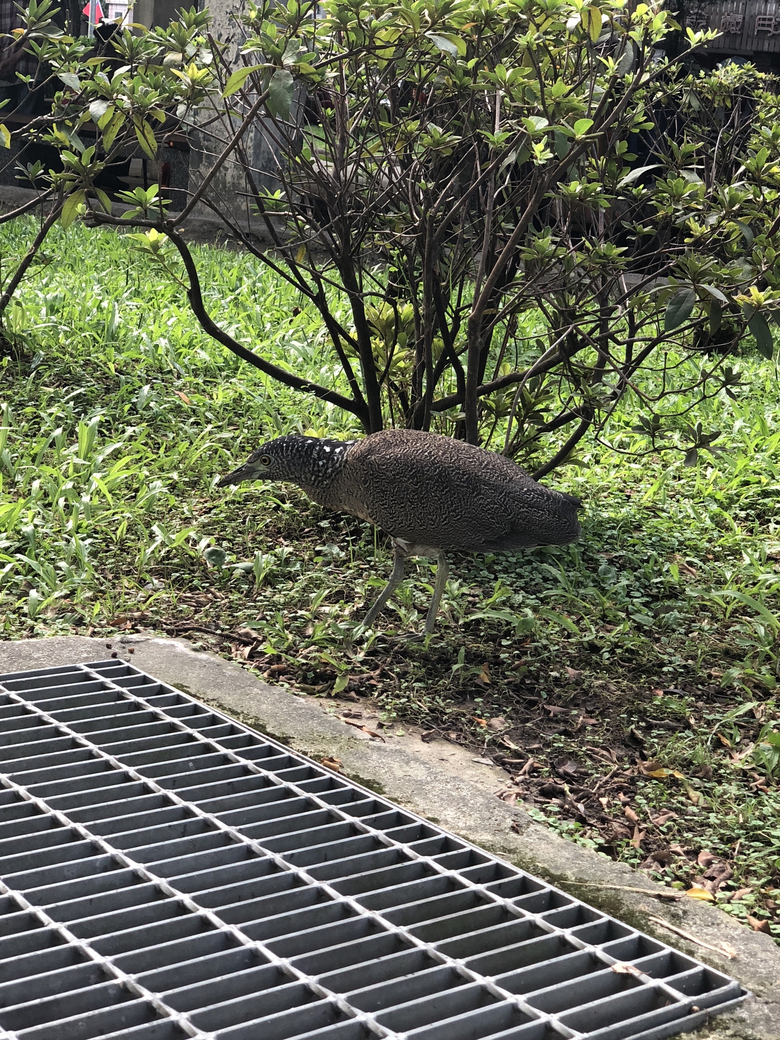 Ein Vogel steht auf einem Metallgitter in einer grasbewachsenen Fläche, umgeben von Pflanzen und Bäumen, mit einem Gebäude im Hintergrund.