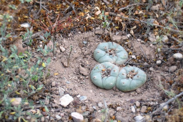 Drei grüne Winterkürbisse auf dem Boden mit trockenen Blättern und Steinen im Hintergrund.
