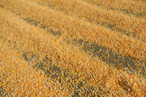 Ein Feld mit hellgelben Maiskörnern, die ordentlich auf dem Boden verteilt sind.