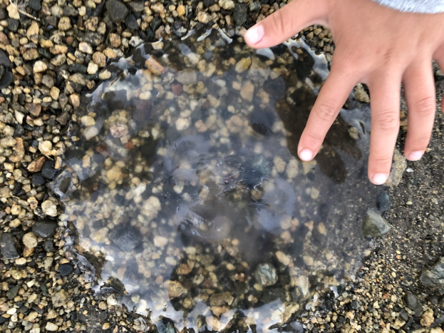 Eine Kinderhand, die aus einer Wasserlache auf einem steinigen Boden herausragt.
