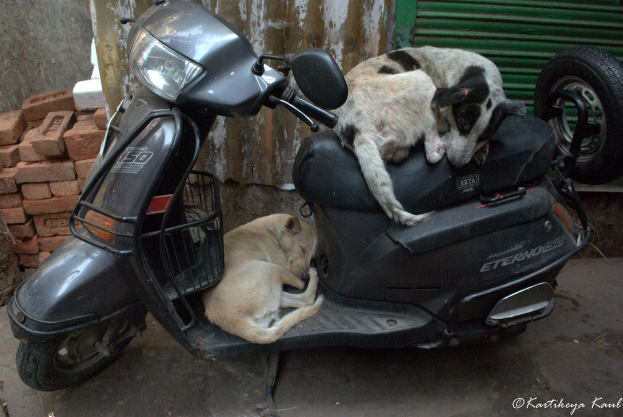 Ein Scooter mit zwei Hunden auf dem Rücken, mit einem Ziegelstein, einer Wand und zersplittertem Glas im Hintergrund.