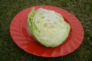 Ein Kopf leuchtend grüner Kohl auf einem strahlend roten Teller vor einem saftigen grünen Feld.