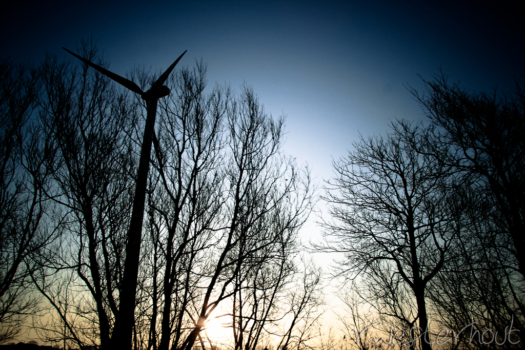 Eine Windmühle vor vielen trockenen Bäumen unter einem blauen Himmel.