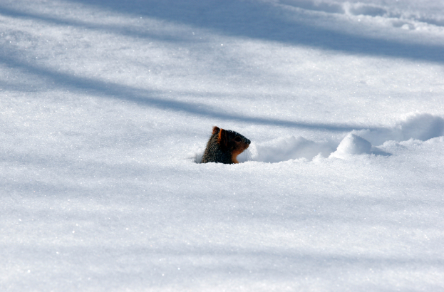 Ein kleines, dunkles Insekt ist auf einer weißen, schneebedeckten Oberfläche zu sehen.