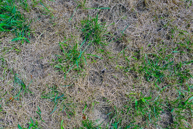 Eine weite, offene Graslandschaft unter einem klaren Himmel.