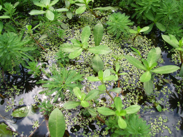 Kleine grüne Pflanzen treiben im Teichwasser.