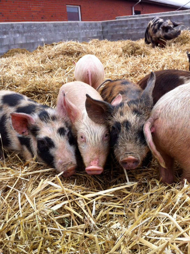 Schweine im Zentrum, trockenes Gras unten, ein Haus im Hintergrund und eine Wand.