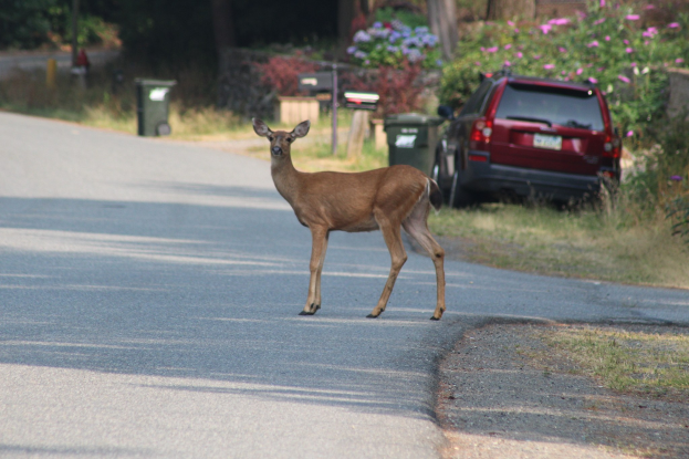 Ein Hirsch überquert eine Straße vor einem Haus, mit einem Auto auf der rechten Seite geparkt; Bäume, Pflanzen, Blumen und Mülltonnen sind im Hintergrund zu sehen.