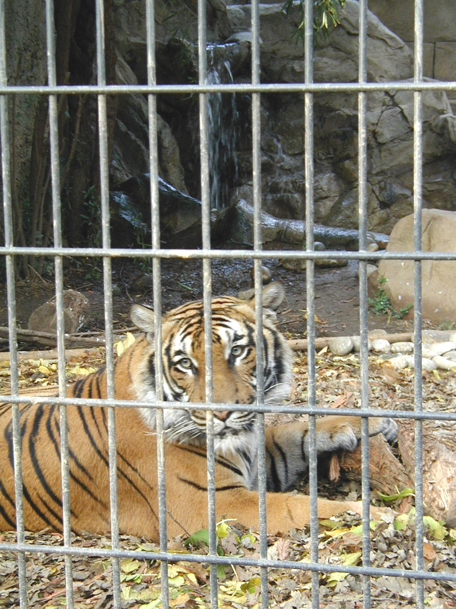 Ein Tiger in einem Käfig im Zoo, mit Blättern auf dem Boden und Felsen und einem Wasserfall im Hintergrund.