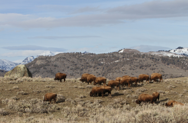 Tiere stehen auf trockener Graslandschaft mit Bäumen, Bergen und Himmel im Hintergrund.