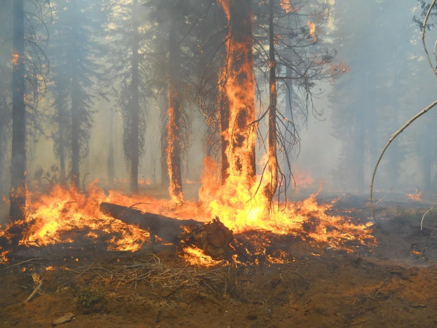 Ein Feuer, das in einem bewaldeten Gebiet brennt, mit sichtbaren Ba"umen.