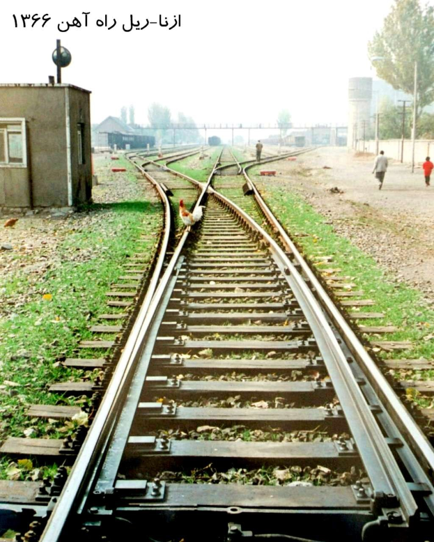 Ein Vogel sitzt auf einem Bahngleis umgeben von Gras und Steinen, mit Menschen in der Nähe und Gebäuden, Bäumen und dem Himmel im Hintergrund.