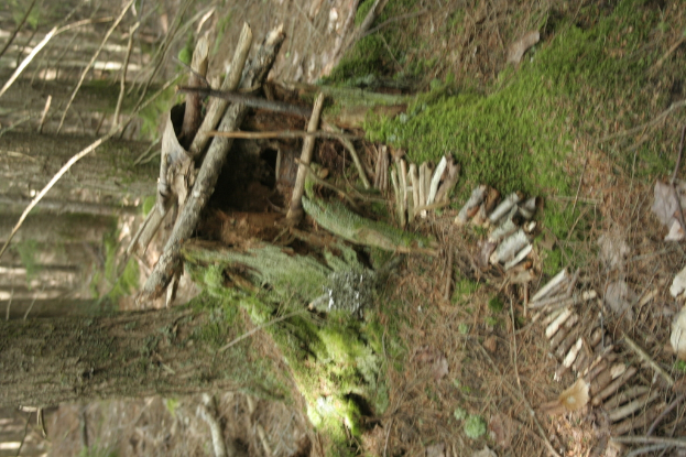 Holzstöcke, Gras und Baumstämme in einer natürlichen Umgebung.