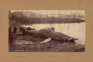 Altes Schwarz-Weiß-Foto eines Buckelwals, der an Land gespült wurde, mit einer Menge Menschen drumherum, Booten im Wasser, Gebäuden im Hintergrund und einem klaren Himmel darüber.